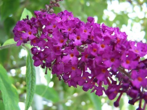 100 MIXED COLORS BUTTERFLY BUSH Buddleia Davidii Flower Shrub Seeds by Seedville 100 MIXED COLORS BUTTERFLY BUSH Buddleia Davidii Flower Shrub Seeds by Seedville