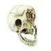 MEKBOK 1:1 Realistic Life Size Human Anatomy White Resin Replica Skull Halloween Decor