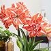 Double Amaryllis 2Bulbs- Double Flower - Large Bulb Hippeastrum, Barbados Lily, Amaryllis Flower Amaryllis Bulbs