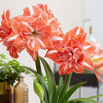 Double Amaryllis 2Bulbs- Double Flower - Large Bulb Hippeastrum, Barbados Lily, Amaryllis Flower Amaryllis Bulbs Double Amaryllis 2Bulbs- Double Flower - Large Bulb Hippeastrum, Barbados Lily, Amaryllis Flower Amaryllis Bulbs