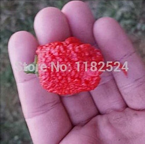 200 SEEDS - World's Hottest CAROLINA REAPER PEPPER chilli capsicum Vegetable Seeds