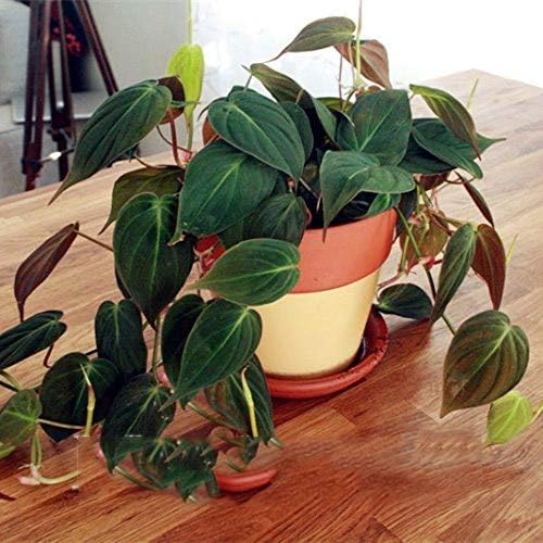 HONIC Rare 100pcs 10kinds Mix Philodendron Bonsai Split Leaf philodendron micans Indoor Plants Perennial Potted : Black