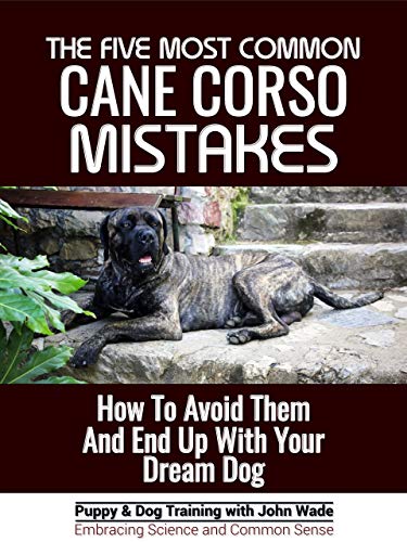 The Five Most Common Cane Corso Mistakes How To Avoid Them