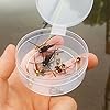Go-to-Trout-Fly-Fishing-Nymph-Assortment-12-Flies Go-to-Trout-Fly-Fishing-Nymph-Assortment-12-Flies