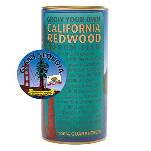 California Redwood (Giant Sequoia) | Tree Seed Grow Kit | The Jonsteen Company