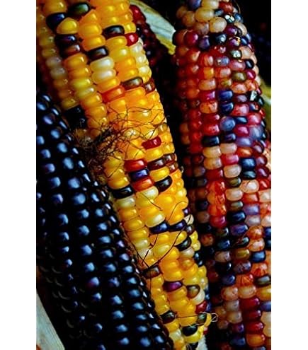 もちcorn Pillsbury™ Muffin Mix New England Style Corn Muffin 50 lb