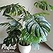 Haus and Sage Artificial Tree for Home and Office Decor - Monstera Deliciosa Floor Palm, 47