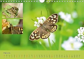 Papillons Joyaux Dans Le Jardin 2018 Des Papillons Dans - 