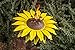 Desert Steel Flower Torch - (Yellow Sunflower, 32