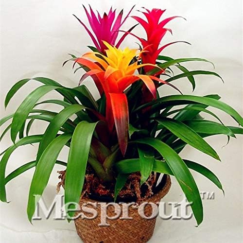 Amazon Co Jp 観賞用パイナップル盆栽 Indoorornamental花盆栽 植物purifyのザ エアパイナップル盆栽30pcs ホーム キッチン Amazon Co Jp 観賞用パイナップル盆栽 Indoorornamental花盆栽 植物purifyのザ エアパイナップル盆栽30pcs ホーム キッチン