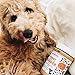 Pumpkin Pup Buddy BUDDER, 100% Natural Dog Peanut Butter, Healthy Peanut Butter Dog Treats, Made in USA, (17oz Jars)