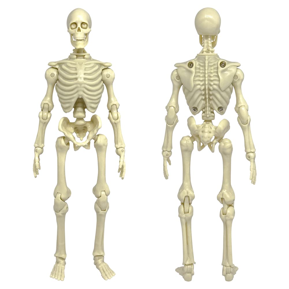 Mua Super Articulated 8 Inch Skeleton Action Figure trên Amazon Mỹ ...