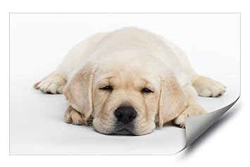 Amazoncom Sleepy Yellow Labrador Puppy Cute Baby Lab Dog Hd Vinyl Amazoncom Sleepy Yellow Labrador Puppy Cute Baby Lab Dog Hd Vinyl