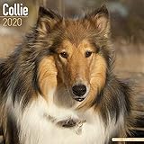 Collie Calendar - Dog Breed Calendars - 2019 - 2020 Wall Calendars - 16 Month by Avonside (Multiling by 