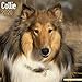 Collie Calendar - Dog Breed Calendars - 2019 - 2020 Wall Calendars - 16 Month by Avonside (Multiling by 