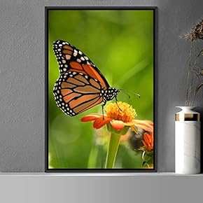 signwin Framed Canvas Wall Art Butterfly Expressive Farmhouse/Country...