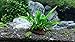 Luffy Coco Philippines Java Fern: Live Aquatic Plant with 10+ Leaves : Provides a Natural Environment for Your Fish: Easy Care: Hardy Plant with Longevity: Bring More Color to Your Aquascape