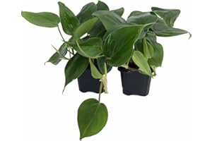 HIRT'S GARDENS Heart Leaf Philodendron cordatum - 2 Plants - World's Easiest Houseplant-3" Pots