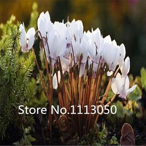 Amazon ブラック セール 0ピース10種類盆栽シクラメン種子100 本物の有機咲く花の種庭の植物 スノーダンプ ラッセル