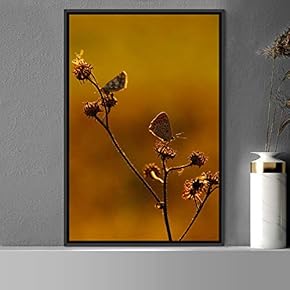 signwin Framed Canvas Wall Art Butterflies Butterfly Colorful...