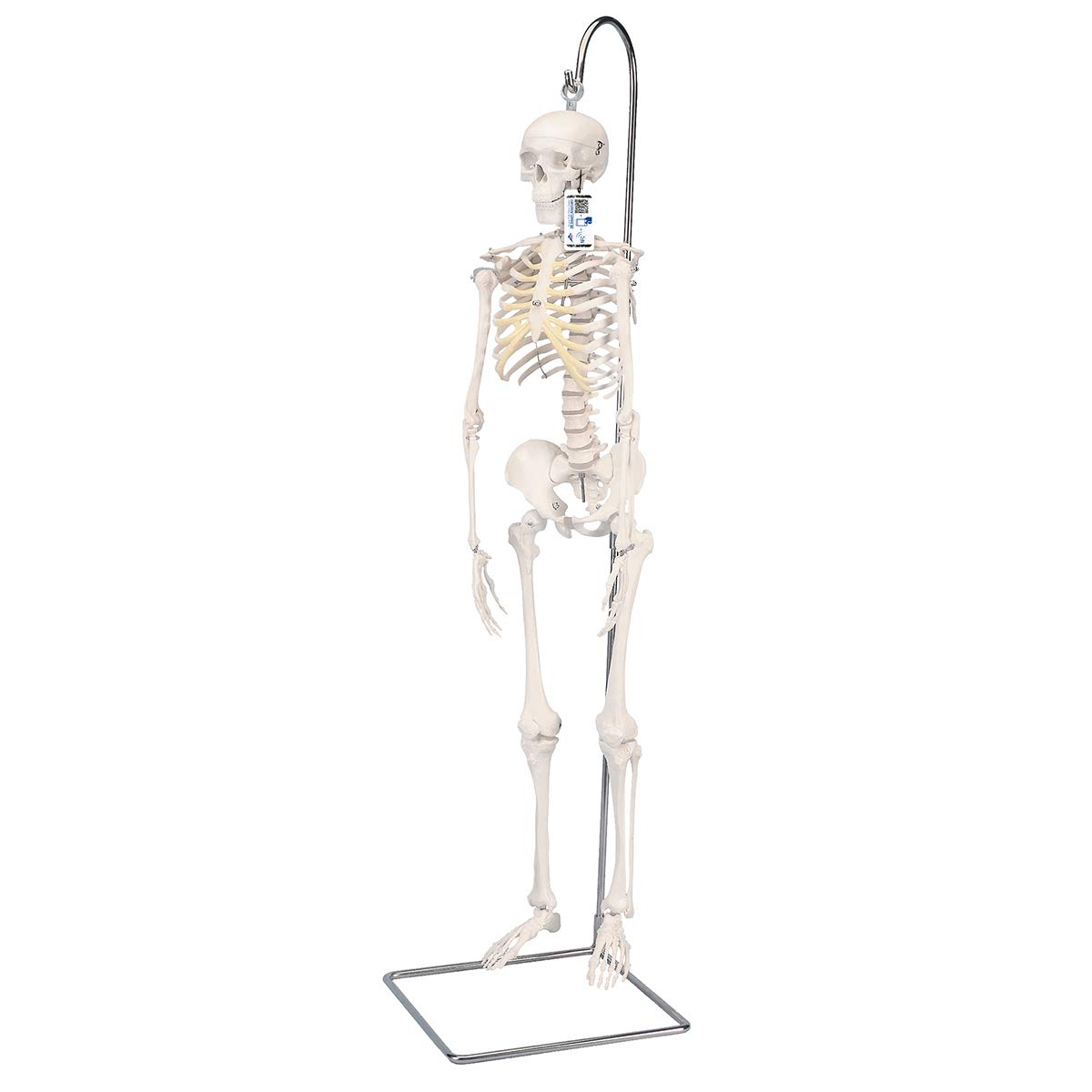 3B Scientific Mini Human Skeleton Model Shorty - On Hanging Stand A18/1 + free anatomy software - 3B Smart Anatomy