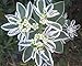 20 SNOW ON THE MOUNTAIN Euphorbia Marginata Flower Seeds