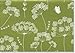 Queen Anne's Lace Note Cards (Stationery) (Note Card Series) by 