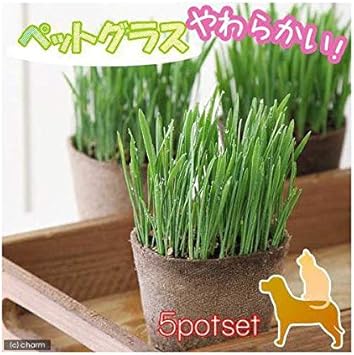 Amazon Co Jp 観葉植物 ペットグラス ワンちゃんの草 燕麦 直径８ｃｍｅｃｏポット植え 無農薬 ５ポットセット 犬のおやつ ペット用品