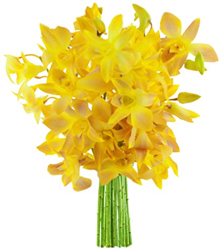 KaBloom Exotic Tropical Yellow Orchid Bouquet of 10 Fresh Yellow Dendrobium Orchids from Thailand