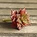 Supla 3 PCS Small Faux Succulents Unpotted Fake Plants Succulent stem DIY Succulent Wreath Craft Artificial Plant Fake Land Lotus Landscape Fake Flower Arrangement Garden Decor Home Office Decoration