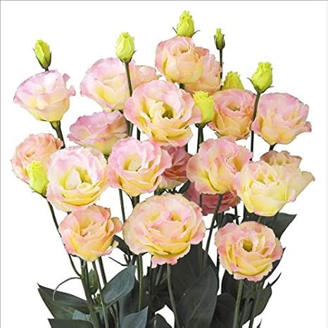 Amazon 国華園 種 花たね トルコキキョウ F1ミンク キャンディ 1袋 25粒 21年春商品 用土