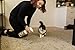 TriNova Pet Stain and Odor Remover Eliminator - Advanced Enzyme Cleaner Spray - Remove Old & New Pet Stains & Smells for Dogs & Cats - All-Surface Safe - 32 OZ