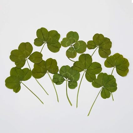 Amazon Co Jp 前向き純喫茶 節介さん 幸せの四つ葉のクローバー