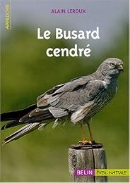 Le  busard cendré