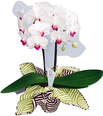 Amazon 産地直送の花ギフト 椎名洋ラン園のミディ胡蝶蘭2本立ち4号陶器鉢 ホワイト系お供え用 風呂敷包み 造花 オンライン通販 Amazon 産地直送の花ギフト 椎名洋ラン園のミディ胡蝶蘭2本立ち4号陶器鉢 ホワイト系お供え用 風呂敷包み 造花 オンライン通販