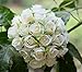 Easin Artificial Rose Bouquet - Silk Ivory Roses, 26 Heads - Wedding Bouquet for Room, Home, Hotel, Party & Event Decoration