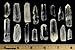 Fantasia Materials: 5 pcs of Brazilian Lemurian Seed Crystal Quartz - B Grade