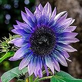 KOqwez33 Flower Garden Decoration 100Pcs/Bag