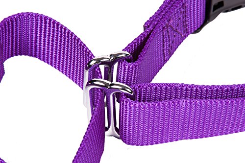 GoGo Pet Products GoGo 3/4-Inch Martingale Dog Collar, Medium, Purple