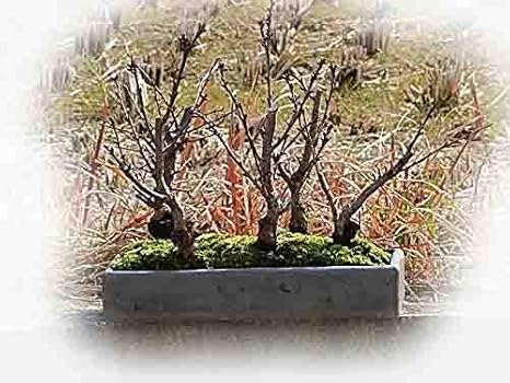 Amazon Co Jp 盆栽 八重桜 一重桜 いろんな サクラが楽しめます 桜寄せ植え盆栽 5種セット Diy 工具 ガーデン