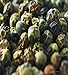 Indus Organics Malabar Dehydrated Green Peppercorns, 6 Oz Jar, Premium Grade, High Purity, Freshly Packed