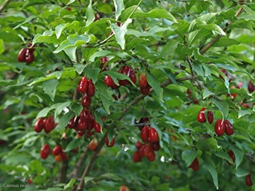 Cornelian Cherry Dogwood Cornus Mas Tree Seeds Edible Showy Hardy 60 Seeds Garden Outdoor Amazon Com