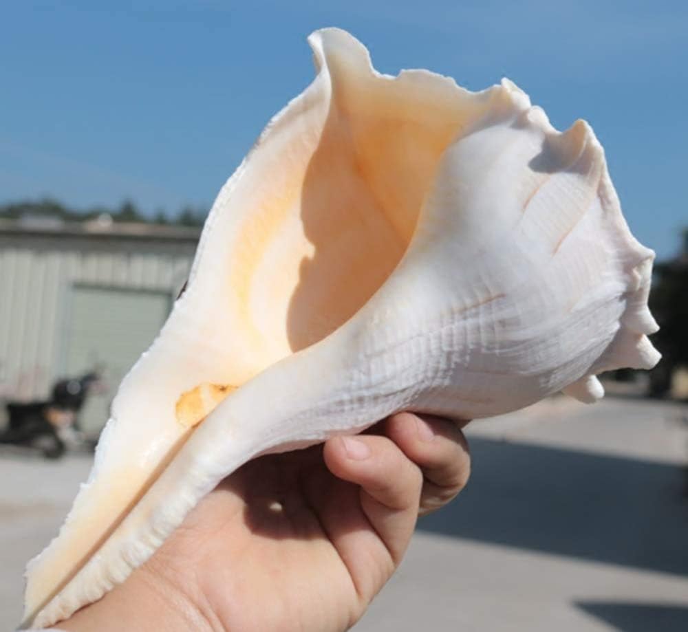 Amazon Co Jp Mengc 超大 天然 大きい サザエ 貝殻 開運 風水 グッズ インテリア 雑貨 海 模型 展示 宗教 サザエ 特大 写真 小道具 撮影 小道具 鑑賞用 水槽 装飾 店 飾り 17cm ホビー