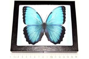 BicBugs Morpho peleides Male Real Framed Butterfly Blue Peru