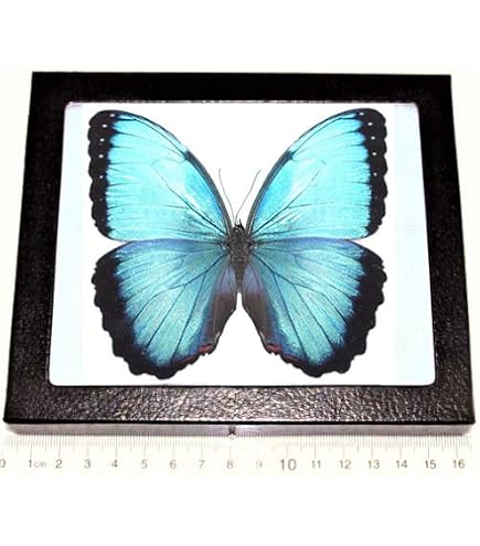 Amazon.com: BicBugs Morpho helena REAL MARIPOSA MARIPOSA AZUL