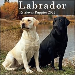 labrador big size