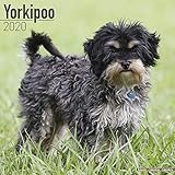 Yorkiepoo Calendar - Dog Breed Calendars - 2019 - 2020 Wall Calendars - 16 Month Wall Calendar by Av by 