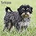 Yorkiepoo Calendar - Dog Breed Calendars - 2019 - 2020 Wall Calendars - 16 Month Wall Calendar by Av by 