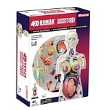 Famemaster 4D-Vision Transparent Pregnancy Torso Anatomy Model