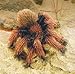 Folkmanis Tarantula Hand Puppet, Small